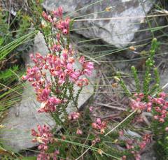 Erica brevifolia
