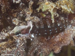 Labrisomus nuchipinnis