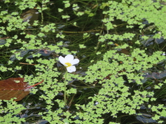 Ranunculus penicillatus