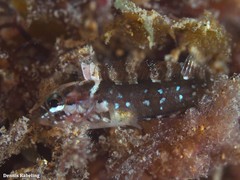 Labrisomus nuchipinnis