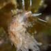 Christmas Tree Hydroid Nudibranch - Photo (c) Dennis Rabeling, some rights reserved (CC BY-NC-ND), uploaded by Dennis Rabeling