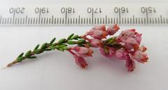 Erica brevifolia