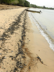 Anticorbula fluviatilis