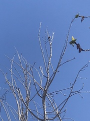 Aves