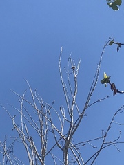 Aves
