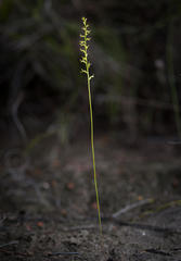 Holothrix exilis