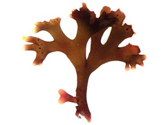 Ahnfeltiopsis devoniensis