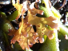 Ahnfeltiopsis devoniensis