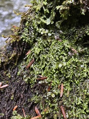 Jubula pennsylvanica