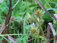 Sparganium erectum neglectum