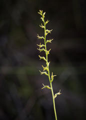 Holothrix exilis