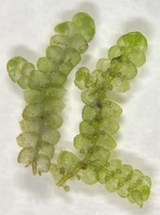 Jubula pennsylvanica