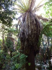 Dicksonia fibrosa