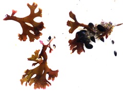 Ahnfeltiopsis devoniensis