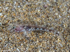Gobius niger