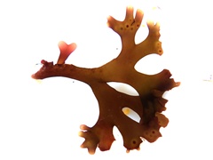 Ahnfeltiopsis devoniensis