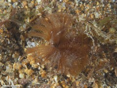 Acromegalomma vesiculosum