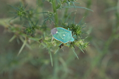 Chlorochroa sayi