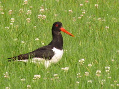 Haematopus ostralegus