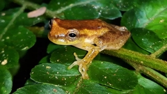 Dendropsophus tapacurensis