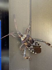 Leptoglossus occidentalis