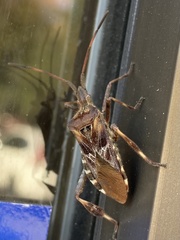Leptoglossus occidentalis