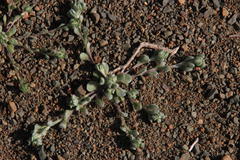 Vellereophyton