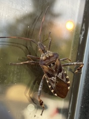Leptoglossus occidentalis