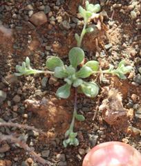 Vellereophyton