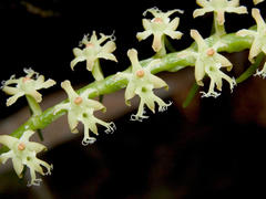 Tridactyle bicaudata bicaudata