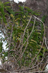 Tridactyle bicaudata bicaudata