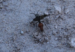 Dasymutilla apicalata