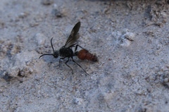 Dasymutilla apicalata