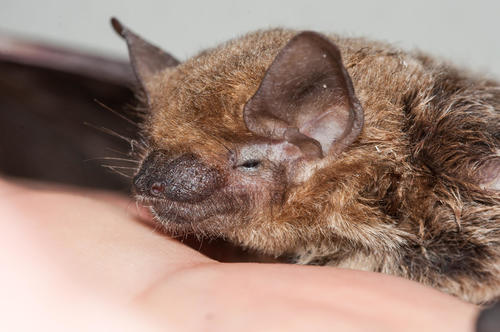 Neoromicia capensis · BioDiversity4All