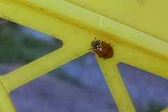 Hippodamia variegata