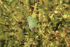 Chlorochroa sayi