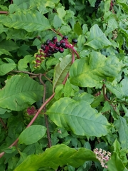 Phytolacca americana