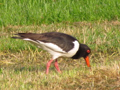 Haematopus ostralegus