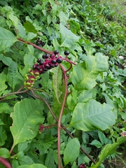 Phytolacca americana