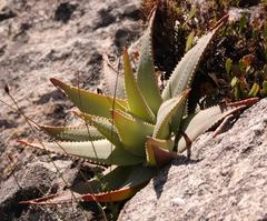 Aloe succotrina