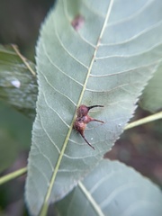 Caryomyia ansericollum