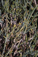 Lacomucinaea lineata