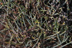 Lacomucinaea lineata