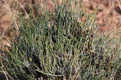 Lacomucinaea lineata