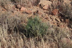 Lacomucinaea lineata