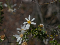 Olearia pimeleoides
