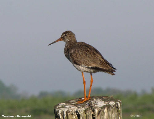 Common Redshank, 1546 Jisp, Netherlands, photo 8 of 10