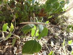 Pseudosermyle strigata