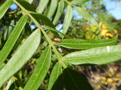 Pachybrachis turbidus