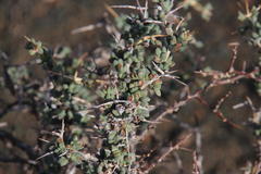 Ruschia spinosa